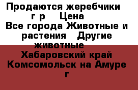 Продаются жеребчики 14,15 16 г.р  › Цена ­ 177 000 - Все города Животные и растения » Другие животные   . Хабаровский край,Комсомольск-на-Амуре г.